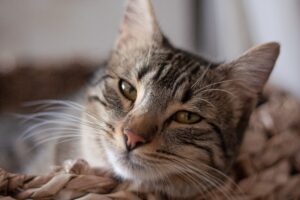 contaminación acústica en animales